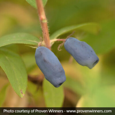 Sugar Mountain Blue Sweetberry Honeysuckle Garden Plant