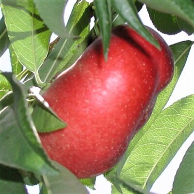 Sugar Pie Columnar Nectarine Tree Garden Plant