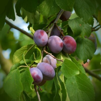 Sugar Plum Tree Garden Plant