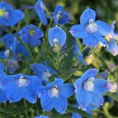 Summer Blues Delphinium Garden Plant