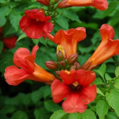 Summer Jazz Fire Trumpet Tree Garden Plant