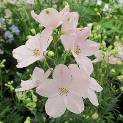 Summer Mornings Delphinium Garden Plant