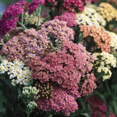 Summer Pastel Yarrow Garden Plant