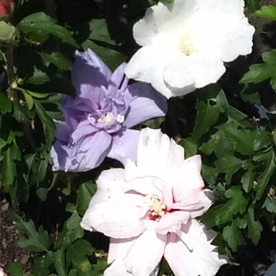 Summer Soiree Rose of Sharon Garden Plant