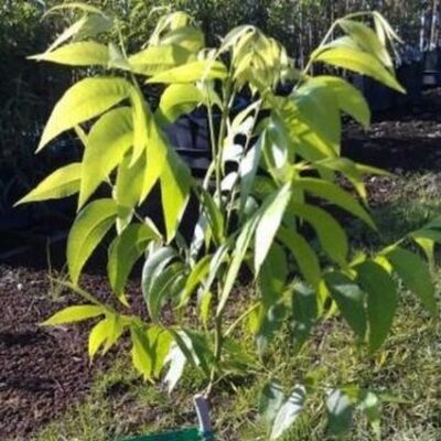 Sumner Pecan Tree Garden Plant