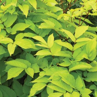 Sun King Aralia Garden Plant