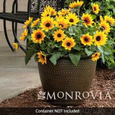 SunBelievable Brown Eyed Girl Helianthus Garden Plant