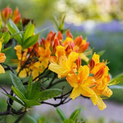 Sunbow Solar Flare Azalea Garden Plant