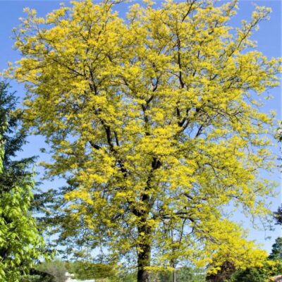 Sunburst Honeylocust Garden Plant