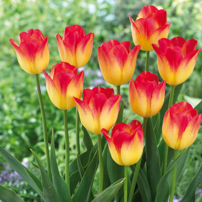 Suncatcher Tulip Garden Plant