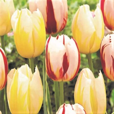 Sundae Ice Tulip Mix Garden Plant