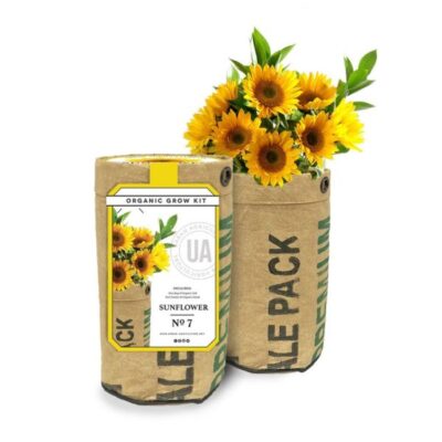 Sunflower Grow Kit Garden Plant