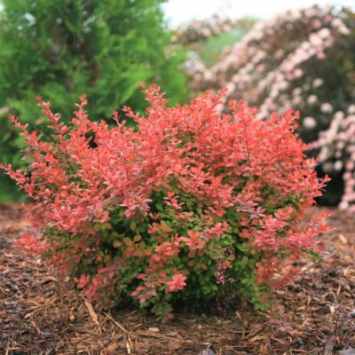 Sunjoy Cinnamon Barberry Garden Plant