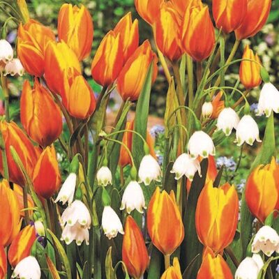 Sunny Bells Tulip/Leucojum Mix Garden Plant