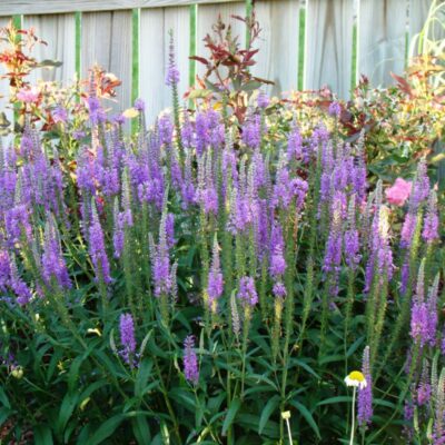 Sunny Border Blue Veronica Garden Plant