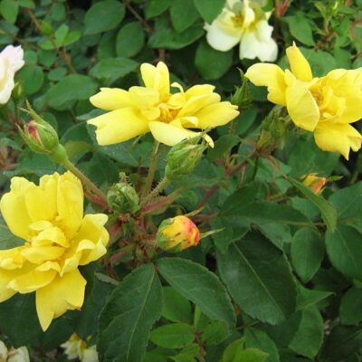 Sunny Knock Out Rose Tree Garden Plant