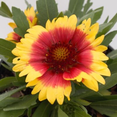 Sunset Cutie Gaillardia Garden Plant