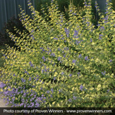 Sunshine Blue Bluebeard II Garden Plant