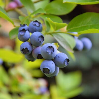 Sunshine Blue Blueberry Garden Plant