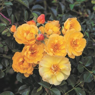 Sunshine Happy Trails Groundcover Rose Garden Plant