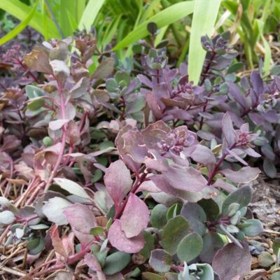 SunSparkler Dazzleberry Sedum Garden Plant