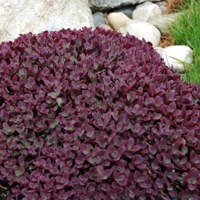 SunSparkler Firecracker Sedum Garden Plant