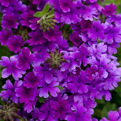 Superbena Dark Blue Verbena Garden Plant