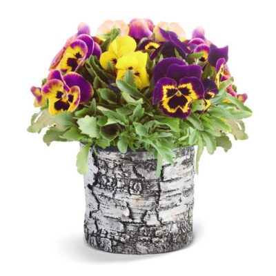 Surreal 6 Inch Birch Vertical Planter Garden Plant
