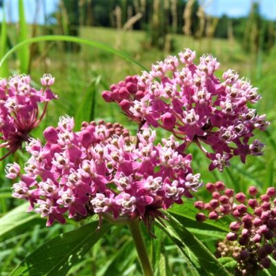 Swamp Milkweed Garden Plant