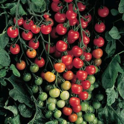Sweet 100 Cherry Tomato Garden Plant