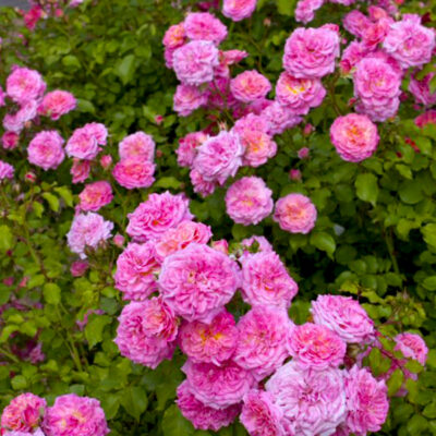 Sweet Drift Rose Garden Plant