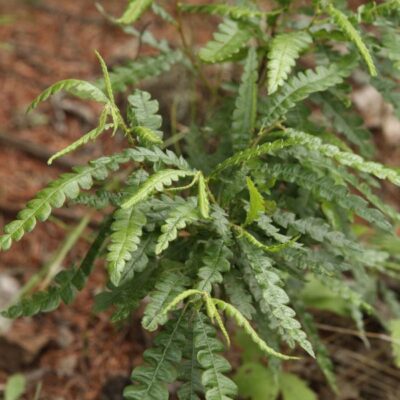 Sweet Fern Garden Plant