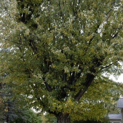 Sweet Gum Garden Plant