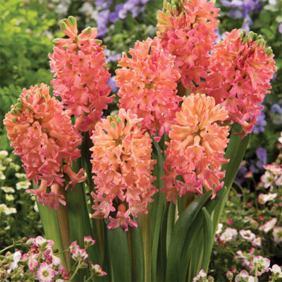 Sweet Invitation Hyacinth Garden Plant