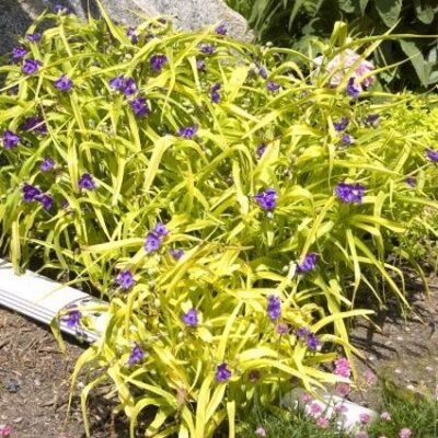 Sweet Kate Spiderwort Garden Plant