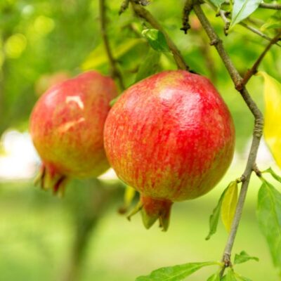 Sweet Pomegranate Garden Plant