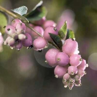 Sweet Sensation Snowberry Garden Plant