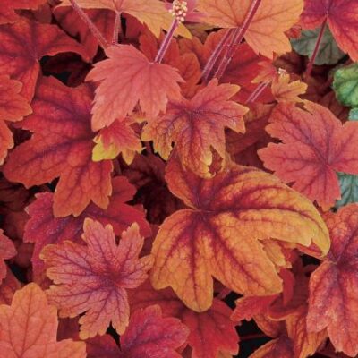 Sweet Tea Heucherella Garden Plant