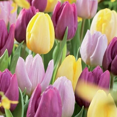 Sweet Tutti Frutti Tulip Mix Garden Plant