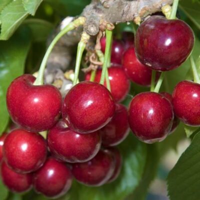 Sweetheart Cherry Tree Garden Plant