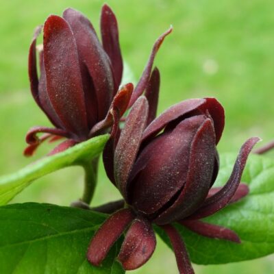 Sweetshrub Garden Plant