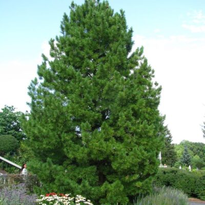 Swiss Stone Pine Garden Plant