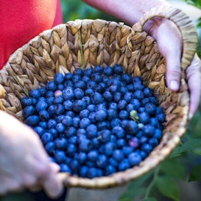 Takes The Cake Blueberry Garden Plant