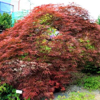 Tamukeyama Japanese Maple Garden Plant