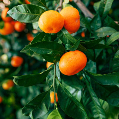 Tango Mandarin Garden Plant