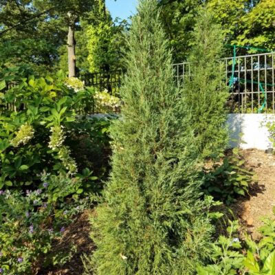 Taylor Juniper Garden Plant