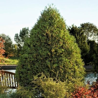 Technito Arborvitae Garden Plant