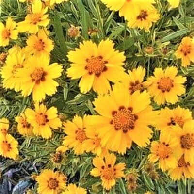 Tequila Sunrise Tickseed Garden Plant