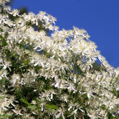 Terniflora Clematis Garden Plant