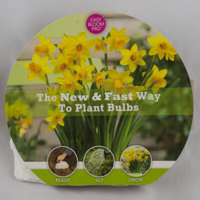 Tete-a-Tete Daffodil Easy Bloom Pad Garden Plant